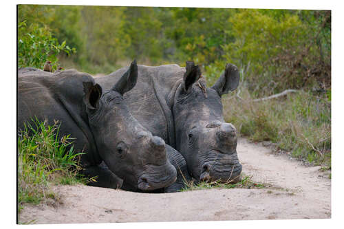 Aluminiumsbilde White Rhinos in Kruger National Park