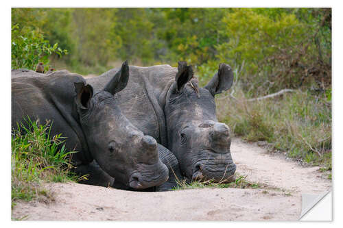 Selvklebende plakat White Rhinos in Kruger National Park