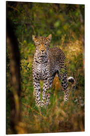 Aluminium print Leopard in Kruger National Park