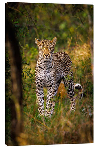 Canvas print Leopard in Kruger National Park