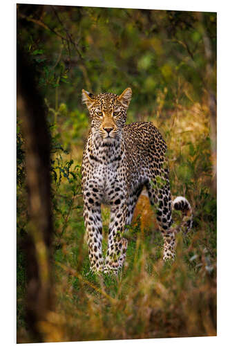 Stampa su PVC Leopard in Kruger National Park