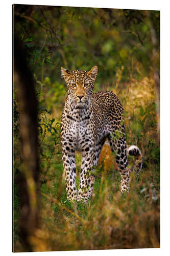 Gallery print Leopard in Kruger National Park