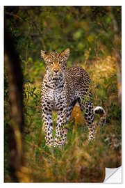 Wall sticker Leopard in Kruger National Park