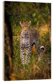 Hout print Leopard in Kruger National Park