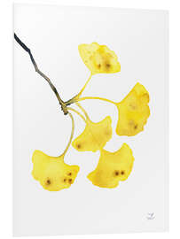 Foam board print Golden Ginkgo