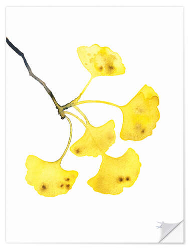 Selvklebende plakat Golden Ginkgo