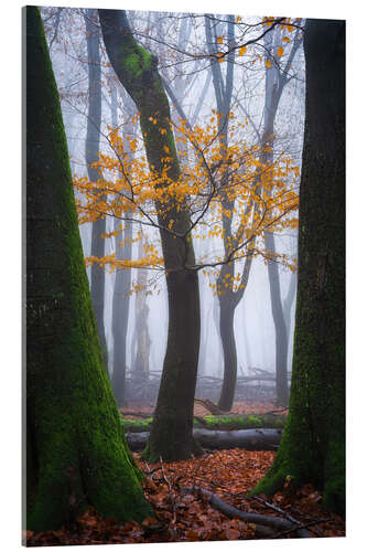 Tableau en verre acrylique Colorful winter forest in the Netherlands