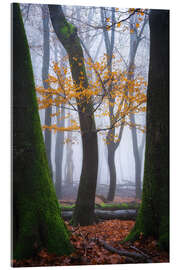 Tableau en verre acrylique Colorful winter forest in the Netherlands - Martin Podt