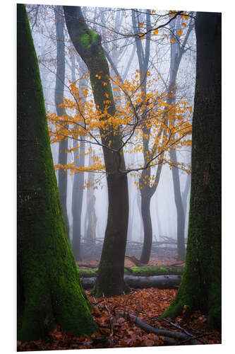 Bilde på skumplate Colorful winter forest in the Netherlands