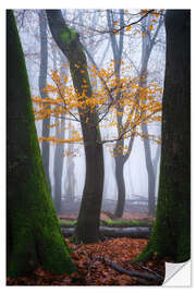 Vinilo para la pared Colorful winter forest in the Netherlands