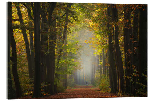 Quadro em acrílico Beautiful autumn forest in the Netherlands