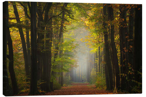 Canvas print Beautiful autumn forest in the Netherlands