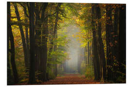 Foam board print Beautiful autumn forest in the Netherlands