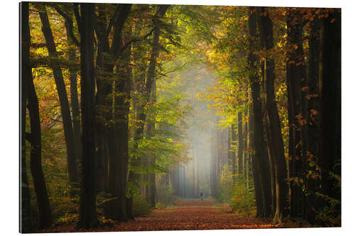 Gallery Print Schöner Herbstwald in den Niederlanden