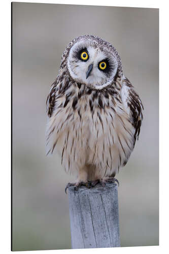 Stampa su alluminio Curious short-eared owl