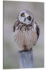 Aluminiumsbilde Curious short-eared owl