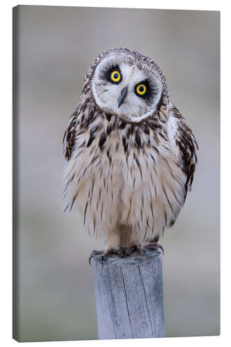 Canvas-taulu Curious short-eared owl