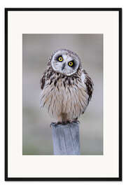 Gerahmter Kunstdruck Neugierige Sumpfohreule