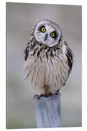 Cuadro de plexi-alu Curious short-eared owl