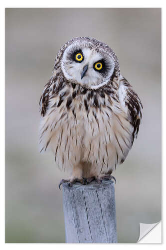 Sisustustarra Curious short-eared owl