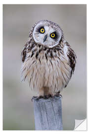 Selvklebende plakat Curious short-eared owl