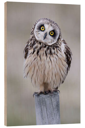 Quadro de madeira Curious short-eared owl