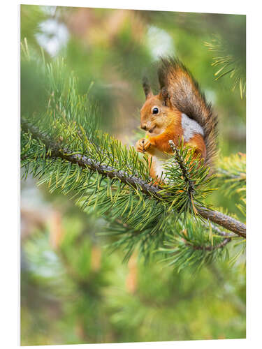 Foam board print The happy squirrel