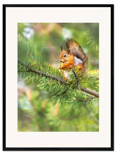 Impresión de arte enmarcada The happy squirrel