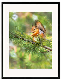 Impresión de arte enmarcada The happy squirrel