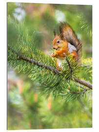 Gallery print The happy squirrel