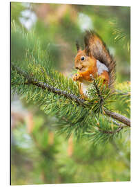 Magnettafel Das glückliche Eichhörnchen