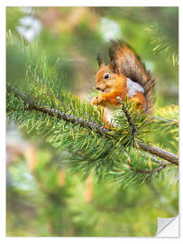 Selvklebende plakat The happy squirrel