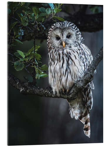 Acrylic print Ural owl at dusk