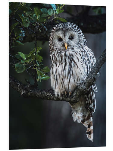 Tableau en PVC Ural owl at dusk