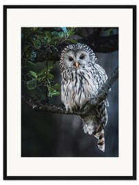 Gerahmter Kunstdruck Habichtskauz in der Dämmerung