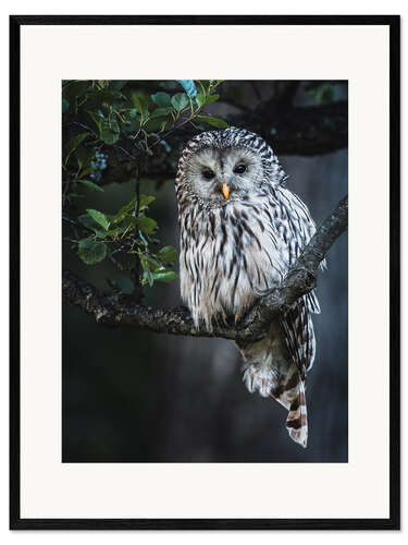 Impresión de arte enmarcada Ural owl at dusk