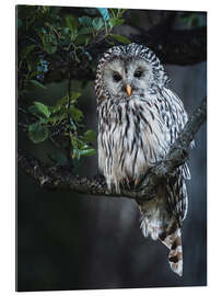 Gallery print Ural owl at dusk