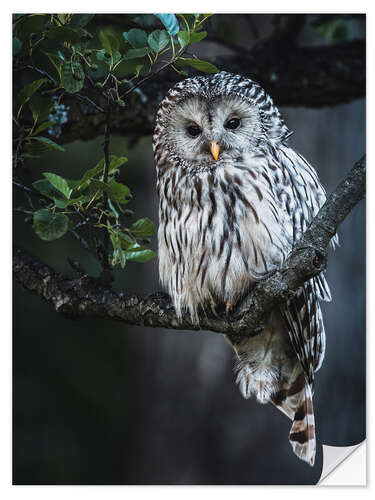 Naklejka na ścianę Ural owl at dusk