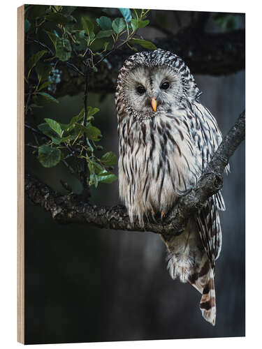 Stampa su legno Ural owl at dusk