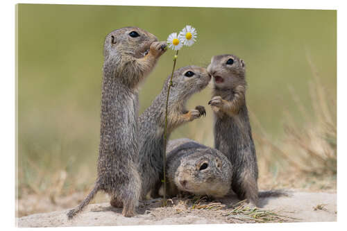 Akrylbillede Family life with the ground squirrels