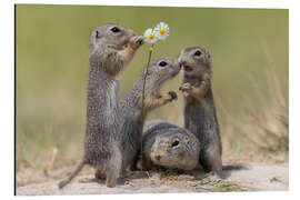 Cuadro de aluminio Family life with the ground squirrels