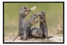 Gerahmter Kunstdruck Familienleben bei den Erdhörnchen