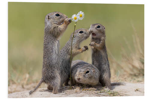 Foam board print Family life with the ground squirrels