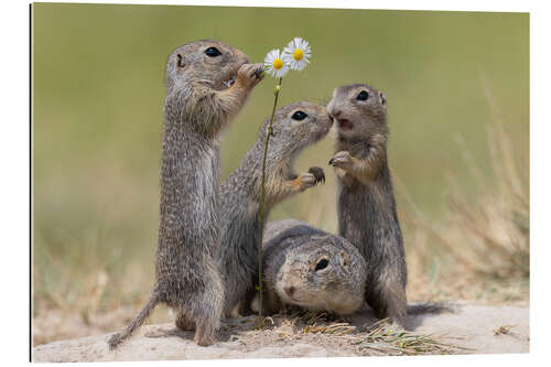 Gallery print Family life with the ground squirrels