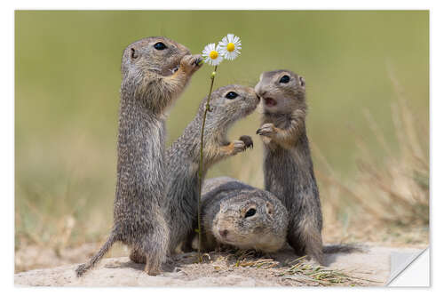 Naklejka na ścianę Family life with the ground squirrels