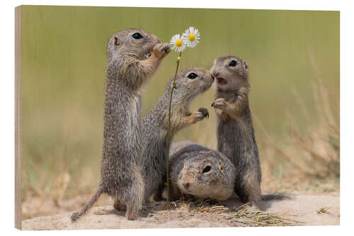 Quadro de madeira Family life with the ground squirrels