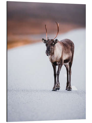 Aluminium print Cheeky reindeer