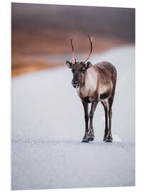 Foam board print Cheeky reindeer