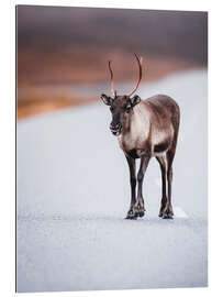 Gallery print Cheeky reindeer