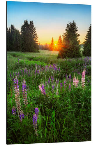 Aluminium print Summer evening in the Ore Mountains